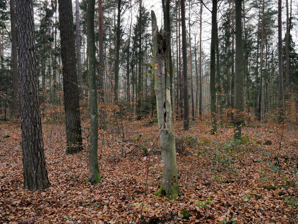 Foto: Ansgar Leonhardt (Wald und Umweltplanung)